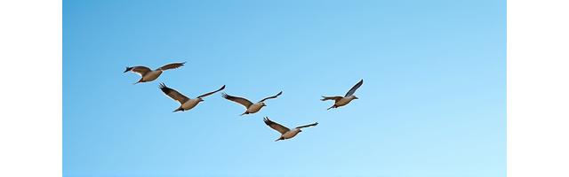 Ducks flying in formation during migration